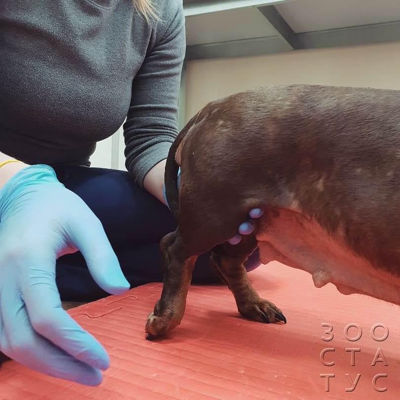 У собаки болят лапы
Фото болит лапа у собаки