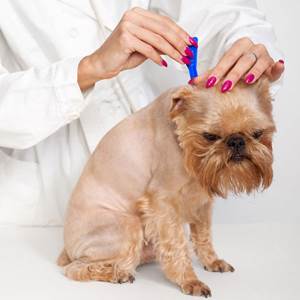 Боррелиоз Фото