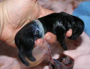 Беременность у собак Фото