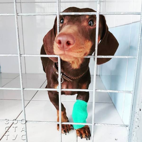 зачем брить животных