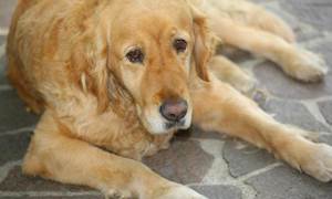 Бруцеллез собак Фото