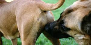 Бруцеллез собак Фото