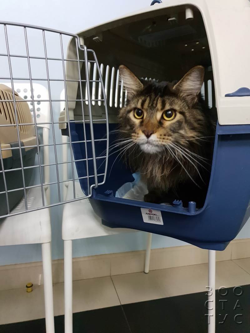 Прием ветеринара кардиолога Фото ветеринарный кардиолог для кошек и собак