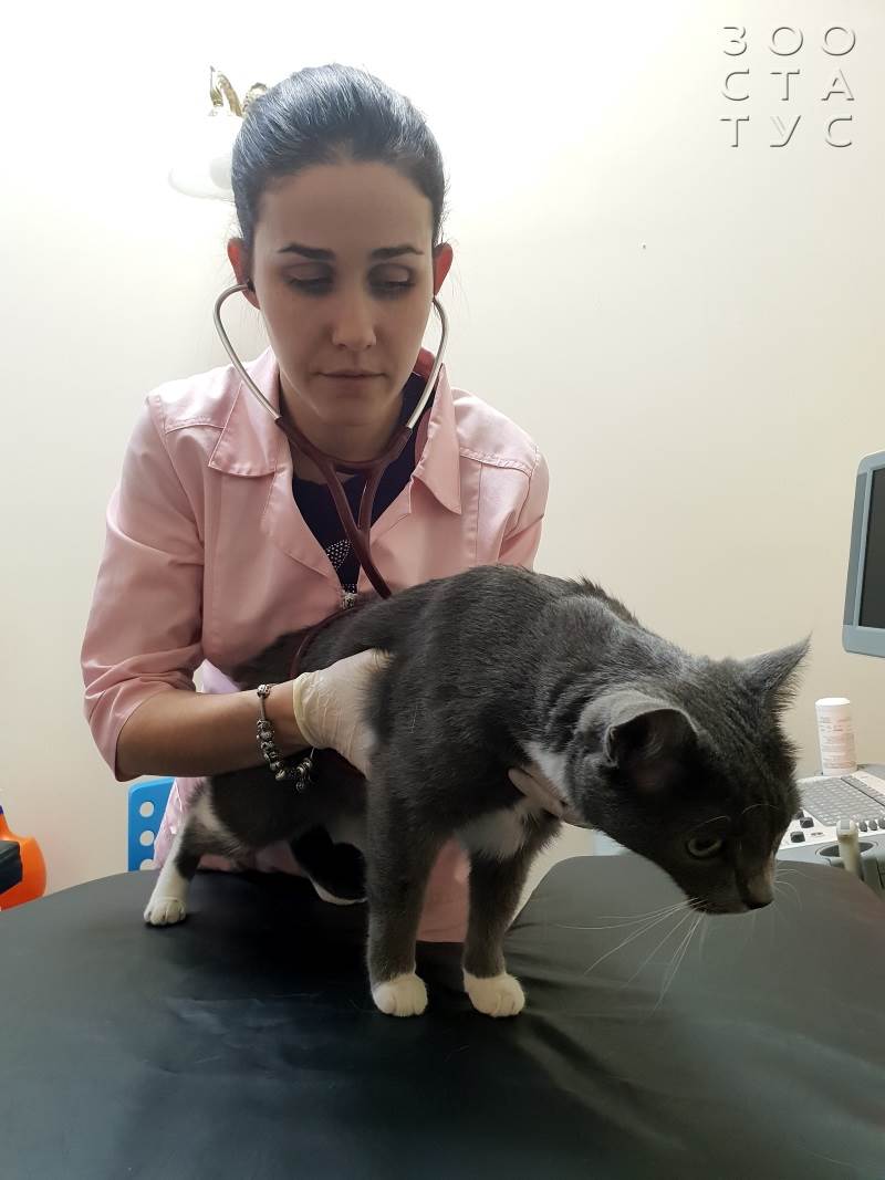 Прием ветеринара кардиолога Фото ветеринарный кардиолог для кошек и собак