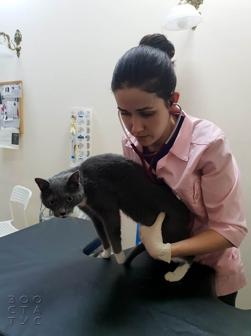 Прием ветеринара кардиолога Фото ветеринарный кардиолог для кошек и собак