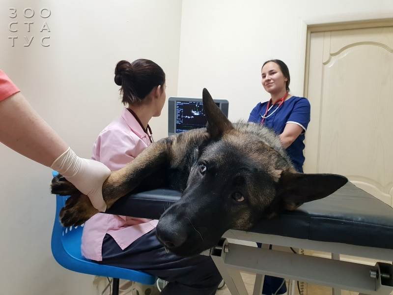 Прием ветеринара кардиолога Фото ветеринарный кардиолог для кошек и собак