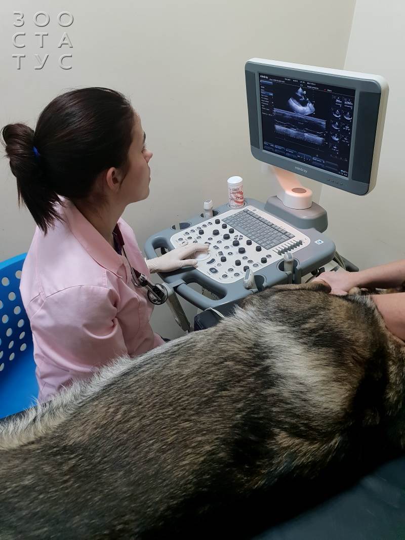 Прием ветеринара кардиолога Фото ветеринарный кардиолог для кошек и собак