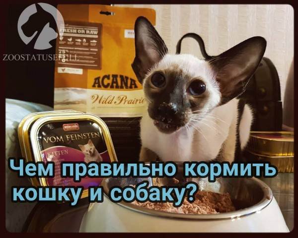 Чем кормить собаку Фото чем кормить кошку