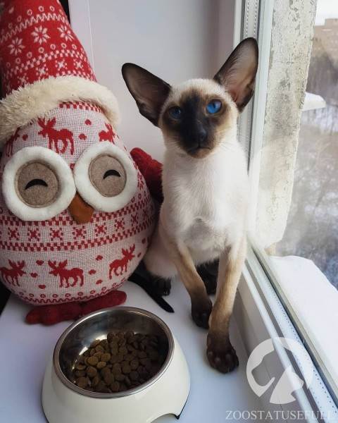 Чем кормить собаку Фото чем кормить кошку