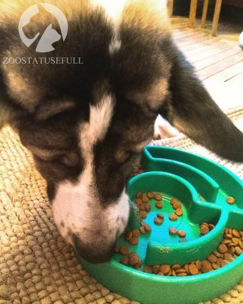 Чем кормить собаку Фото чем кормить кошку