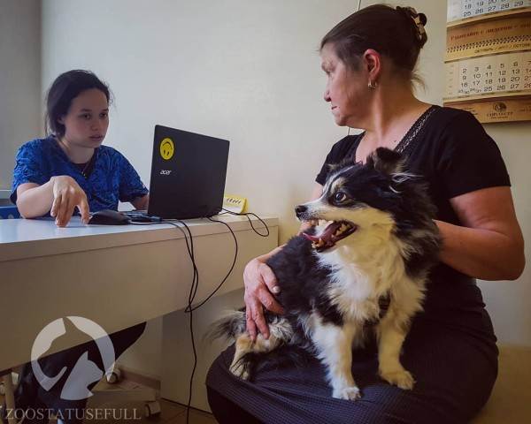 Чем кормить собаку Фото чем кормить кошку