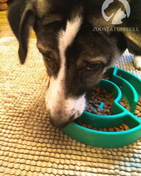 Чем кормить собаку Фото чем кормить кошку