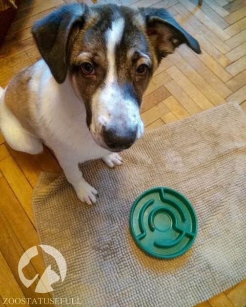 Чем кормить собаку Фото чем кормить кошку