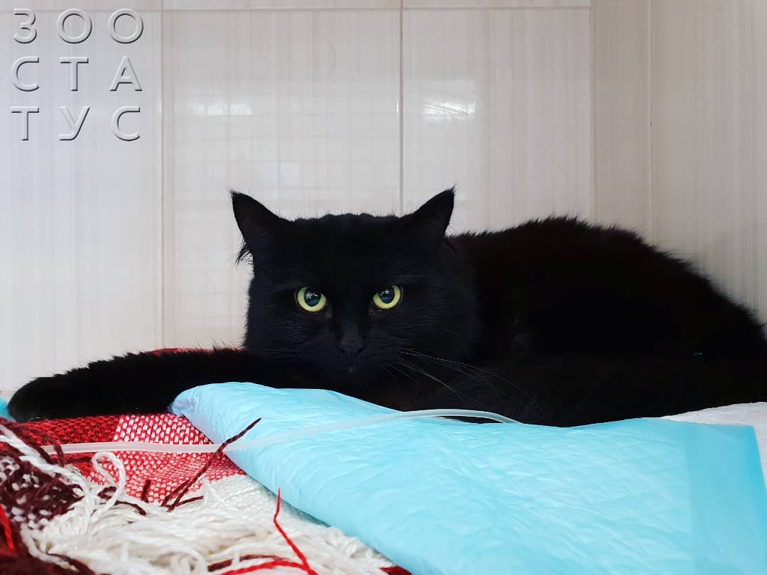 Черный кал у кошек Фото черный кал у кошки