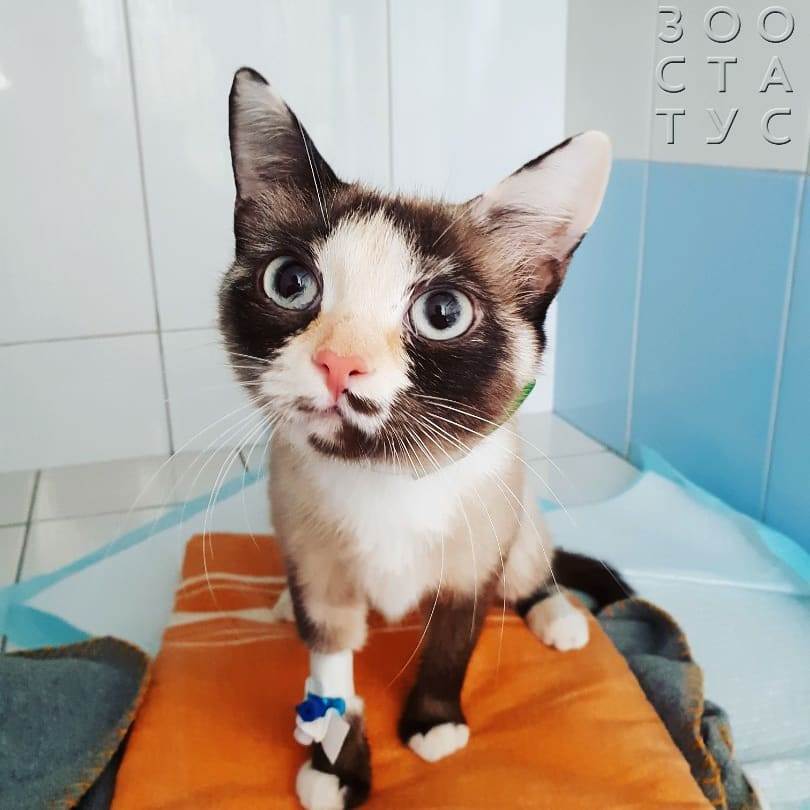 Черный кал у кошек Фото черный кал у кошки