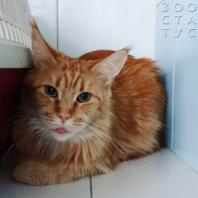 Черный кал у кошек Фото черный кал у кошки