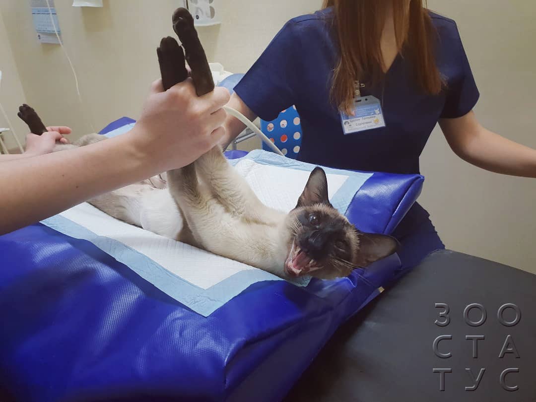 Черный кал у кошек Фото черный кал у кошки