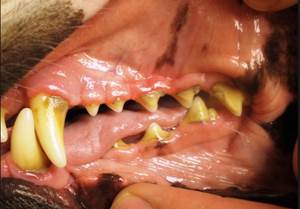 Чистка зубов у собак Фото