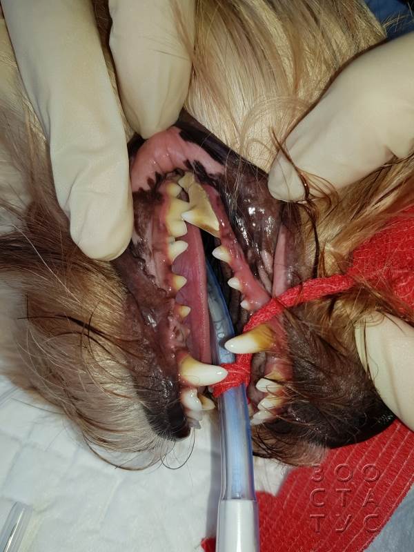 Чистка зубов собаке ультразвуком Фото чистка зубов собаке ультразвуком