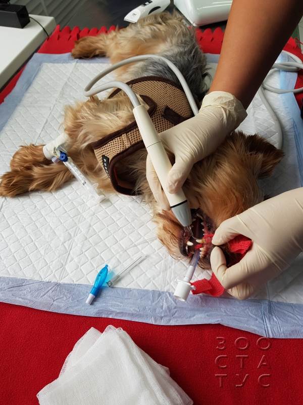 Чистка зубов собаке ультразвуком Фото чистка зубов собаке ультразвуком