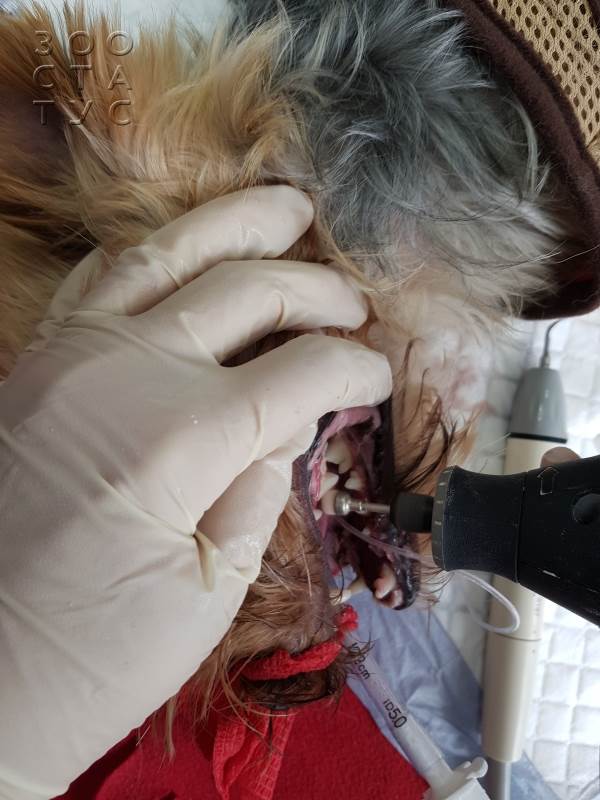 Чистка зубов собаке ультразвуком Фото чистка зубов собаке ультразвуком