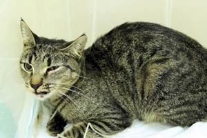 Черепно-мозговая травма у кошек Фото