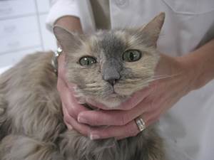 Черепно-мозговая травма у кошек Фото