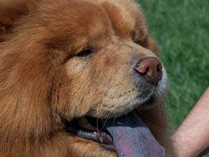 Цианоз (синюшность) у собак Фото