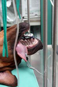 Цианоз (синюшность) у собак Фото