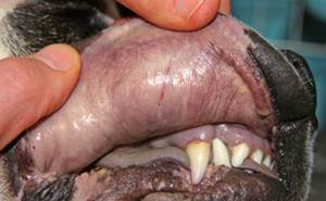 Цианоз (синюшность) у собак Фото