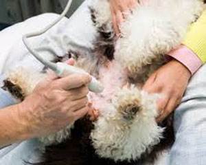 Цирроз и фиброз печени у собак Фото