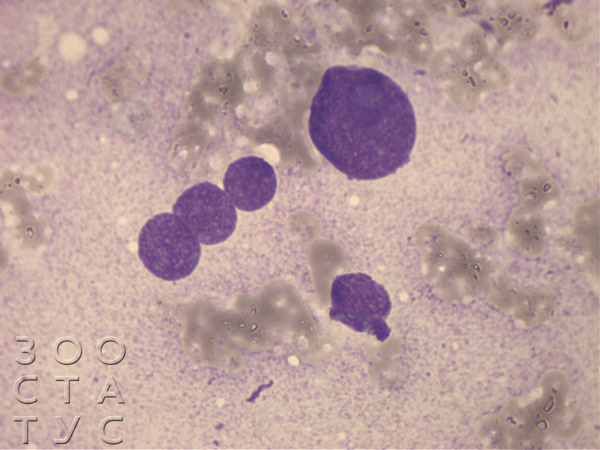 Цитология у животных аденокарционома щитовидной железы Фото цитология у животных