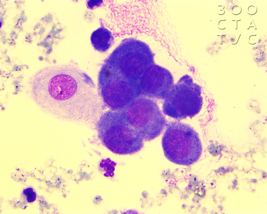 Цитология у животных метастазы Фото цитология у животных