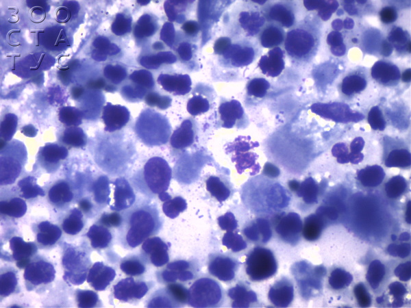 Цитология выпота у кота пневмония Фото цитология у животных