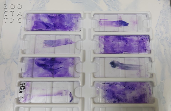 Цитология у животных Фото цитология у животных