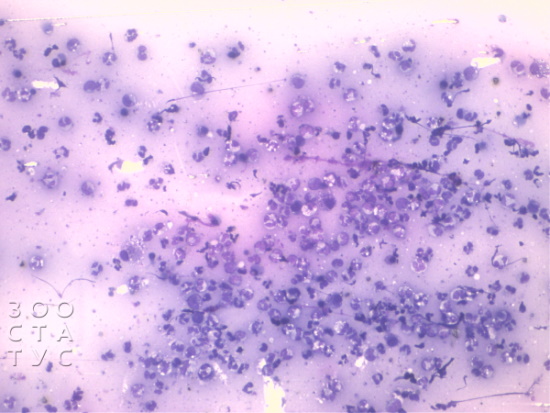 Цитология у животных синдром Сезари Фото цитология у животных