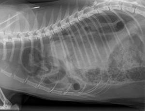 Диафрагмальная грыжа у кошек Фото