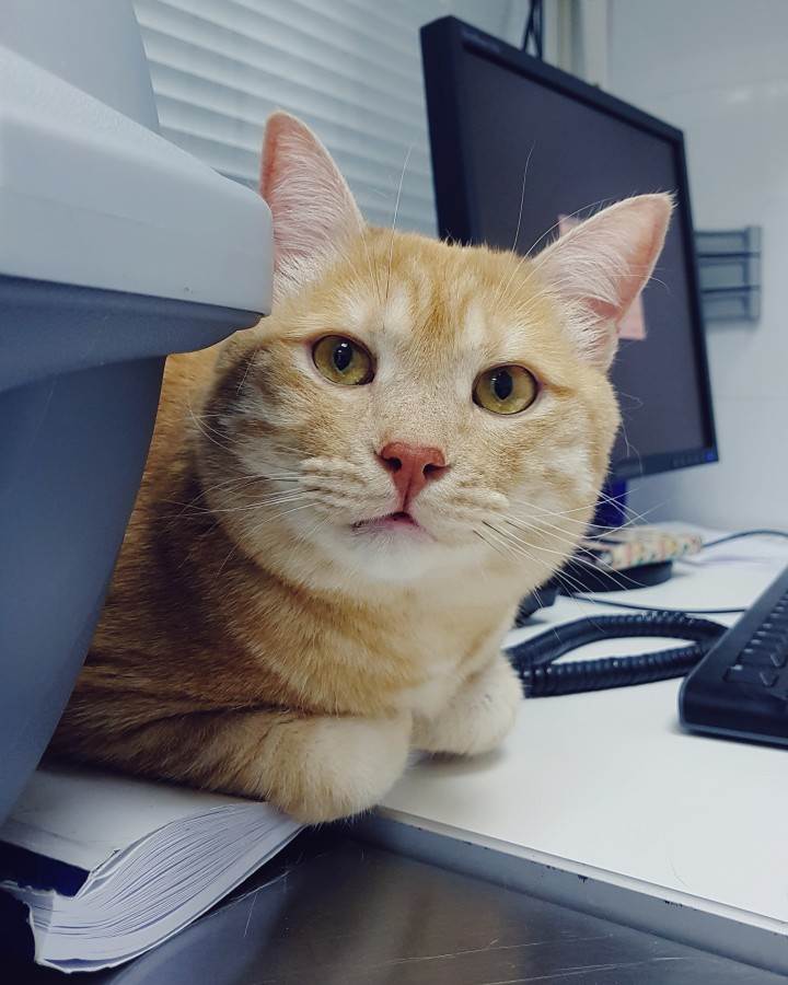 Кот в клинике Фото кот у диетолога