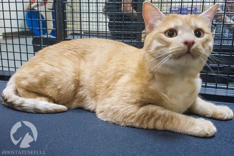 Похудевший кот Фото кот у диетолога