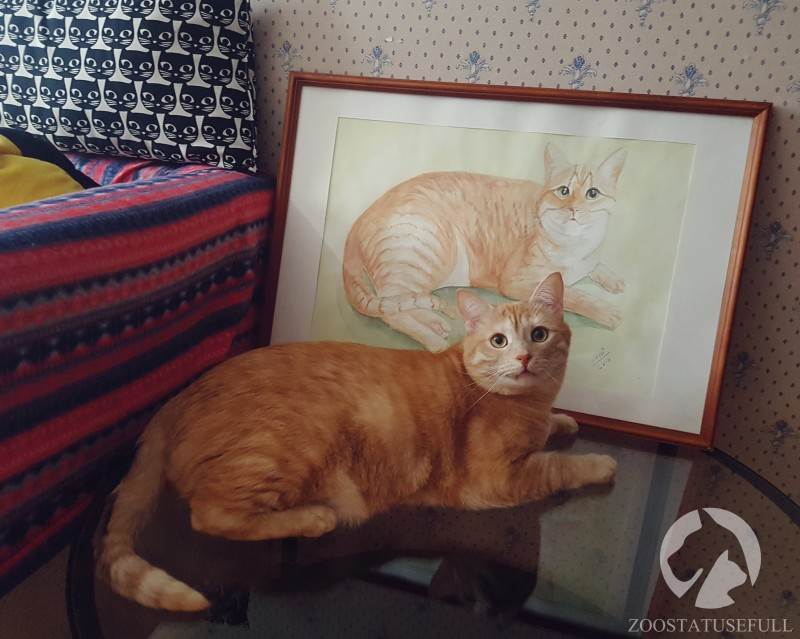 Кот с избыточным весом Фото кот у диетолога