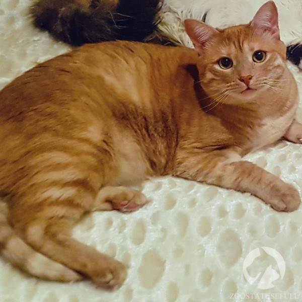 Кот с избыточным весом Фото кот у диетолога