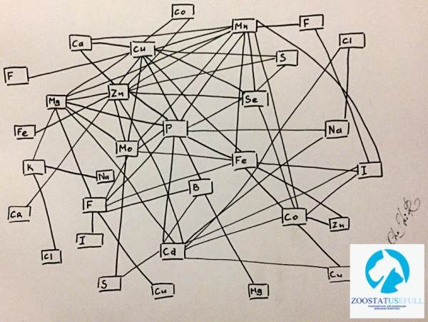 Схема взаимодействия минеральных веществ Фото взаимодействие микроэлементов