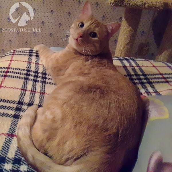 Кот с избыточным весом Фото кот у диетолога