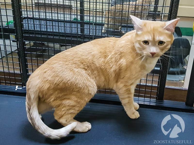 Похудевший кот Фото кот у диетолога