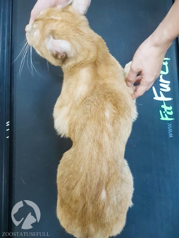 Похудевший кот Фото кот у диетолога