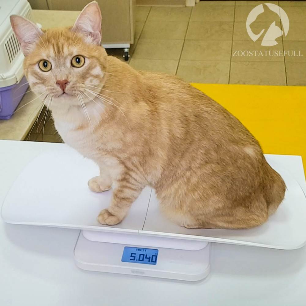 Похудевший кот Фото кот у диетолога