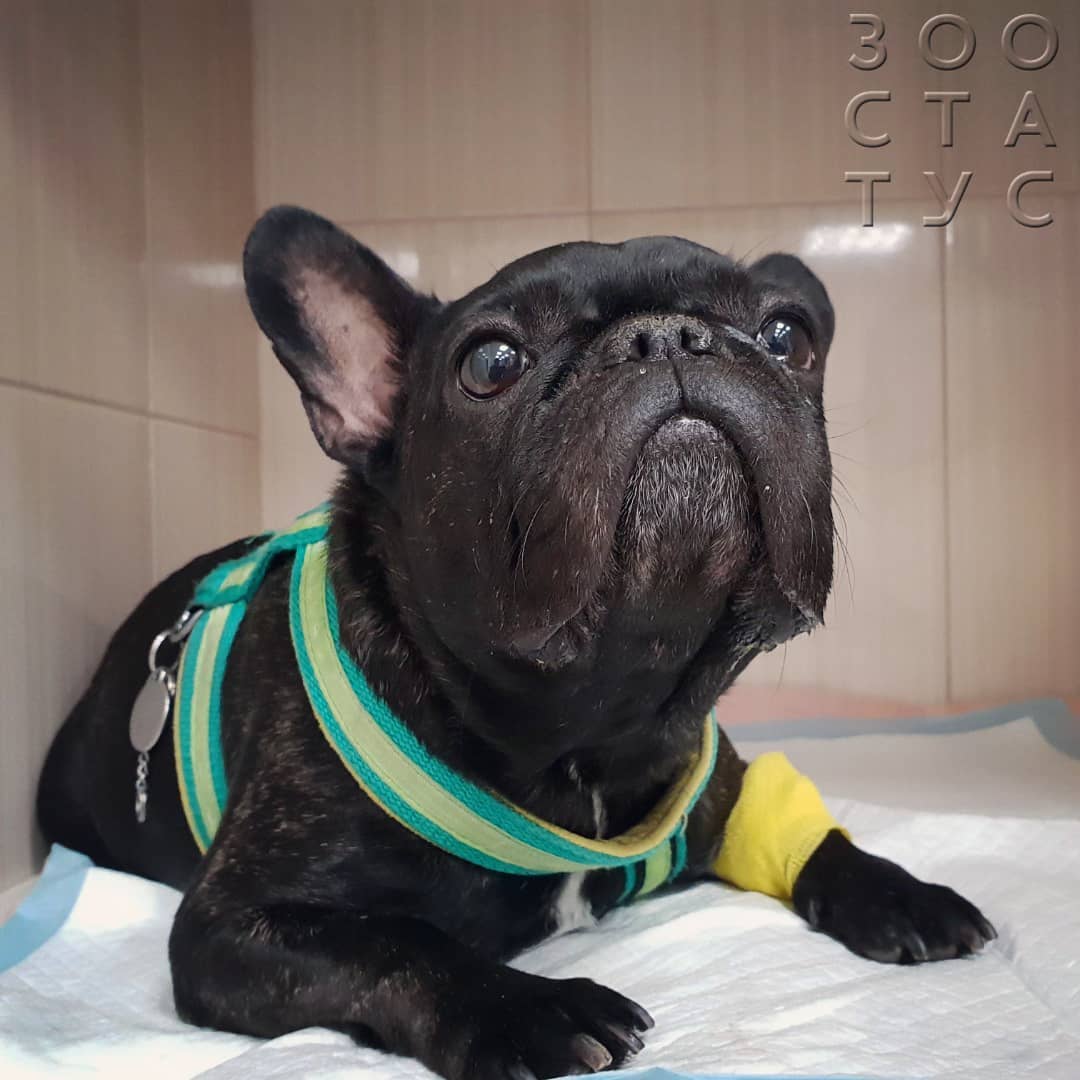 Диета для собак с МКБ струвиты Фото кормление собак с МКБ