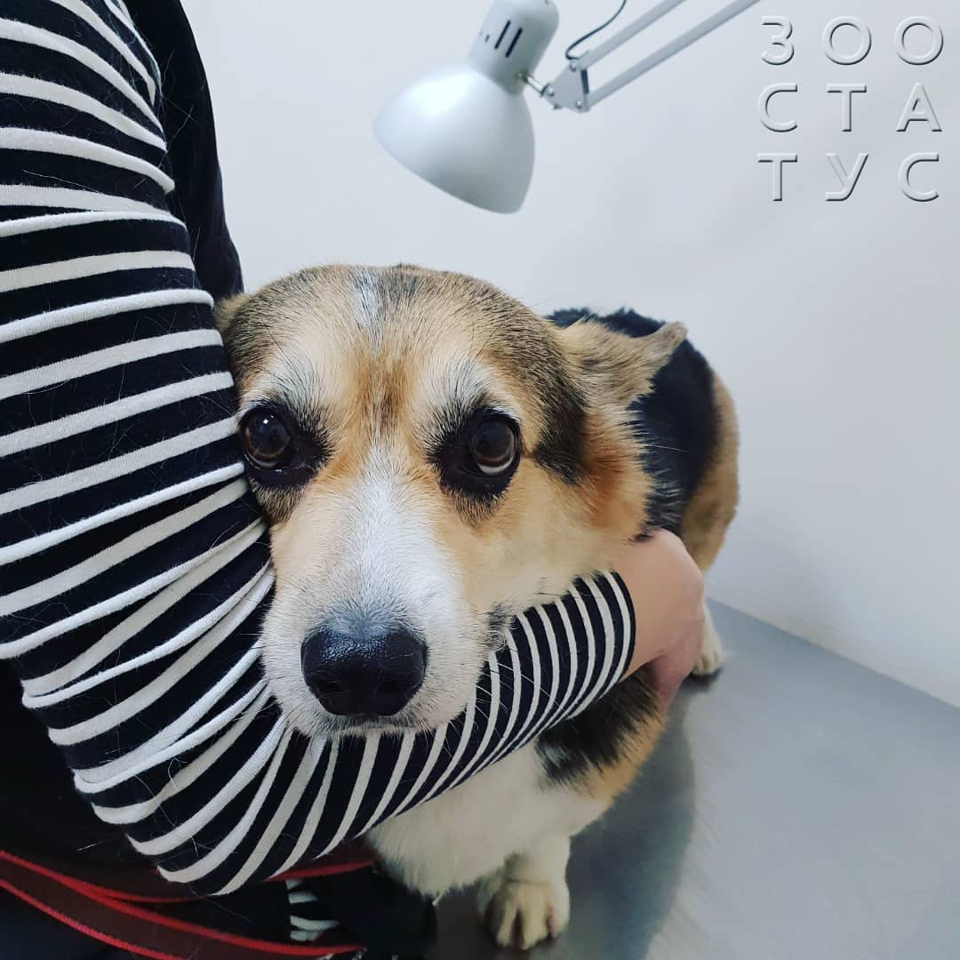 Диета для собак с МКБ струвиты Фото кормление собак с МКБ