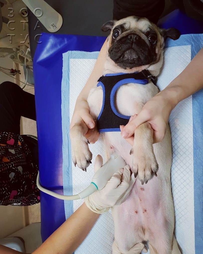 Диета для собак с МКБ струвиты Фото кормление собак с МКБ