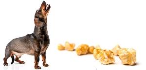 Диета при мочекаменной болезни у собак
Фото